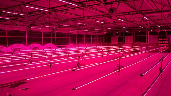 PhilpsLightingColoradoState