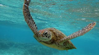 Ewweb 1469 Gettyimages 138058528turtle595