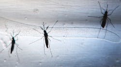 Aedes aegypti mosquitoes, carriers of Zika and other viruses.