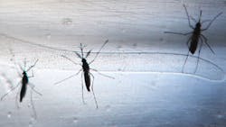 Aedes aegypti mosquitoes carriers of Zika and other viruses Aedes aegypti mosquitoes carriers of Zika and other viruses
