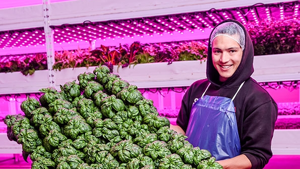 Philips Lighting and Ecobain Gardens Transform First Commercial Vertical Farm Operation in Canada