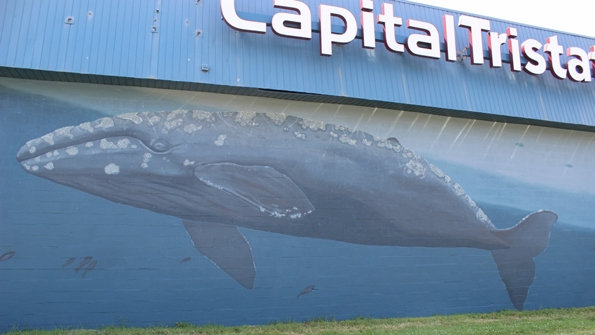 capitaltristatebaltimorewhalemural