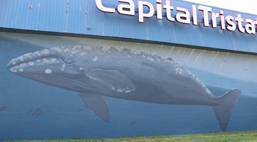 Ewweb 832 Capital Tristate Freehand Whale595