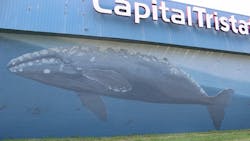 capitaltristatebaltimorewhalemural capitaltristatebaltimorewhalemural
