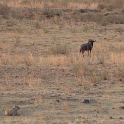 A lioness stalking a wildebeest, hoping to provide a meal for her pride. A lioness stalking a wildebeest, hoping to provide a meal for her pride.
