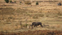 66e468f59c764cfbaa18457c Rhino Chase Final 66e468f59c764cfbaa18457c Rhino Chase Final